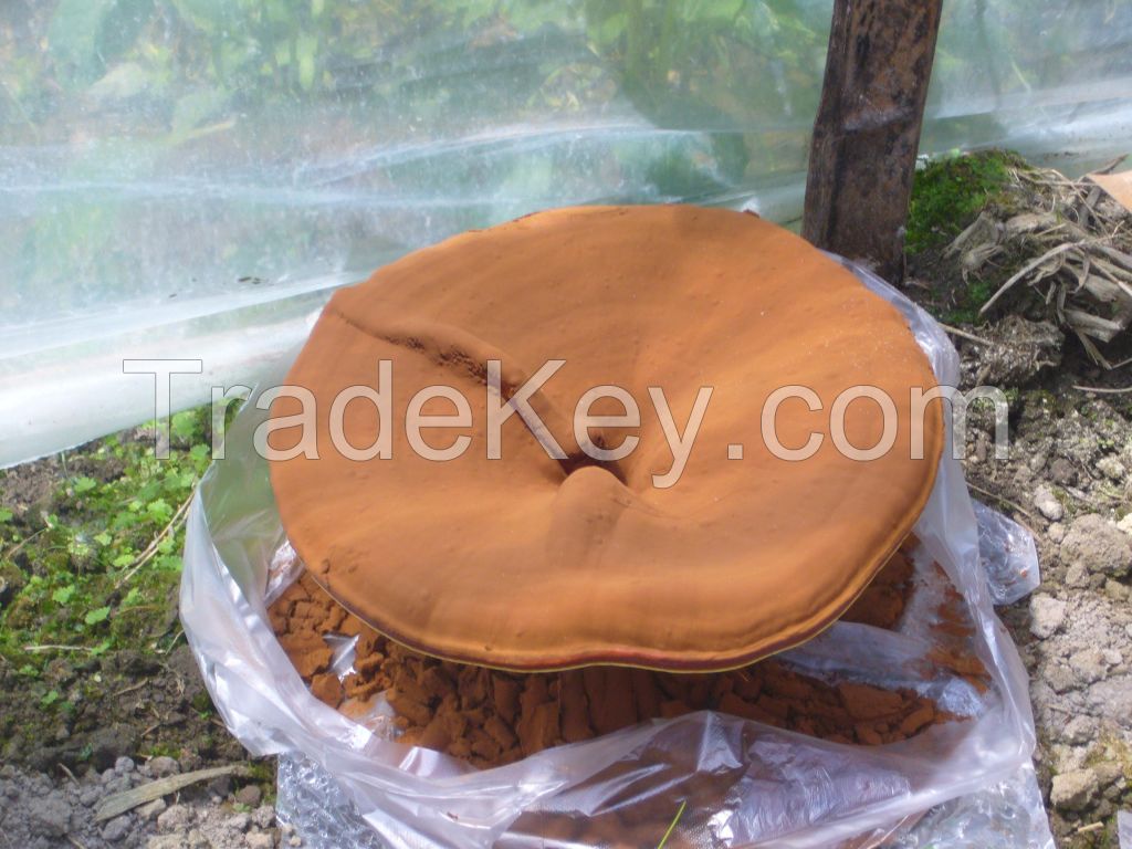 Ganoderma lucidum shell borken spore powder
