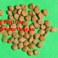 Sarpgandha Seeds