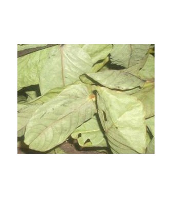 Cassia Alata Dried Leaf