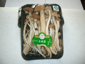 Agrocybe aegerita Mushroom