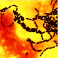 Lactobacillus Rhamnosus