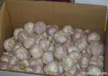 Fresh Chinese garlic
