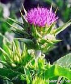 Silymarin (Milk Thistle Extract )USP32