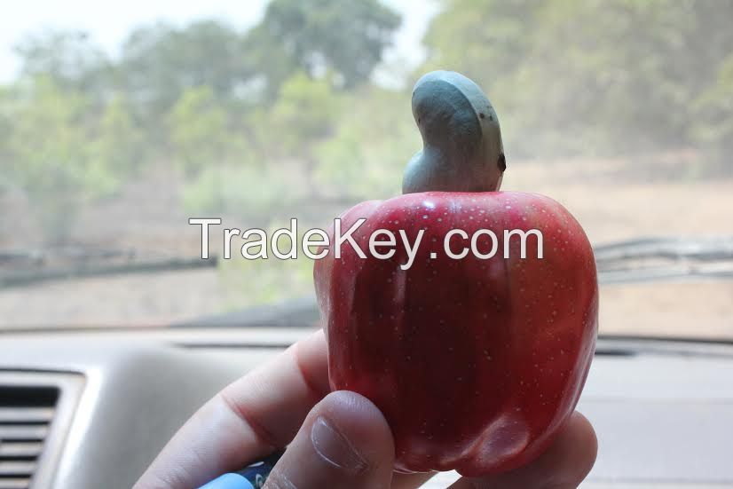 dried raw cashew nuts from Guinea Bissau