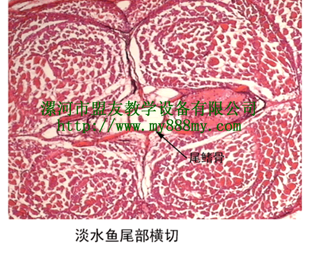 prepared slide---Amphioxus Tailer C.S