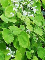 Epimedium Extract