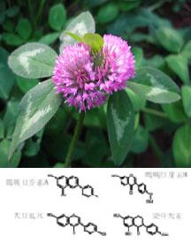 Red Clover extract8%-40%Red Clover Isoflavones