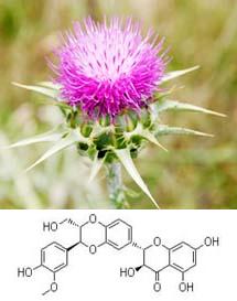 Milk Thistle extract