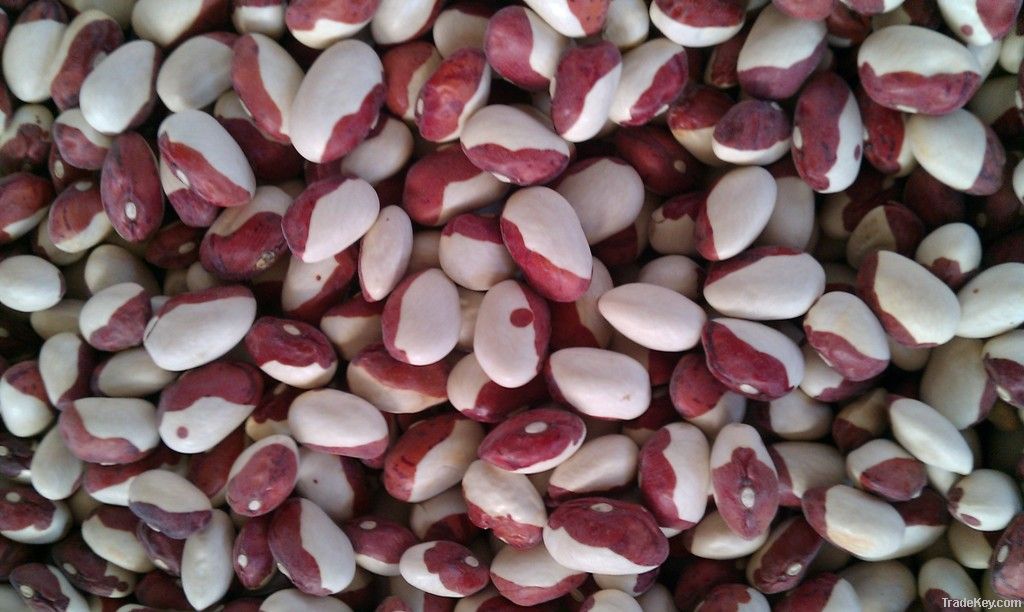 white-red beans