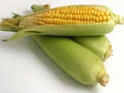  Maize | Maize Exporter | Corn Grain Seller | Maize Buyer | Bulk Maize Grain Importer | Corn bean Buyer | Corn bean Wholesaler | Corn Grain Manufacturer | Best Quality Corn Grain | Cheap Maize Supplier | Low Price Corn | Yellow Corn | White Cron | Baby Ma