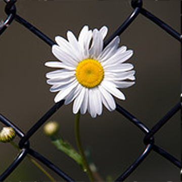 chain link fence