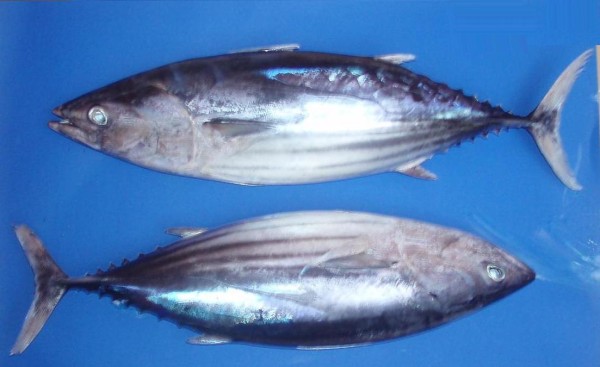 Skipjack Tuna