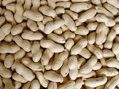 peanuts inshell