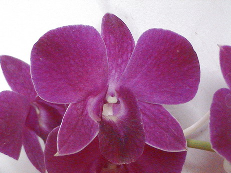 Thai orchids