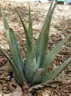 Aloevera Plant