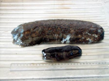 Sea Cucumber