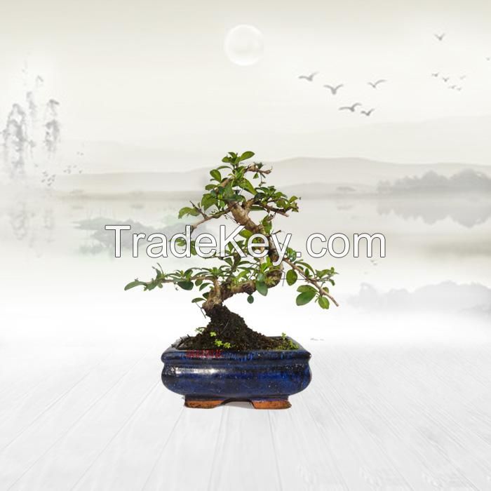 Carmona Bonsai Natural Plant