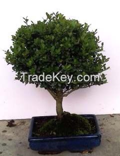 Ilex Bonsai Natural Plant