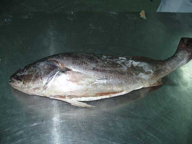 FROZEN HEADON GUTTED CROAKER