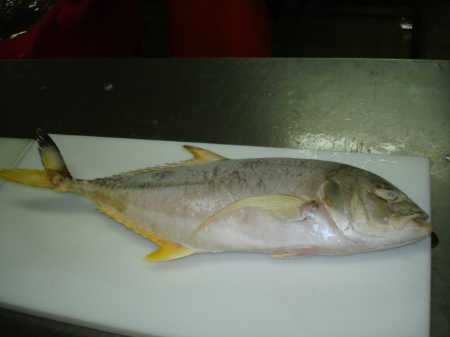 FFROZEN YELLOW TREVALLY WHOLE ROUND