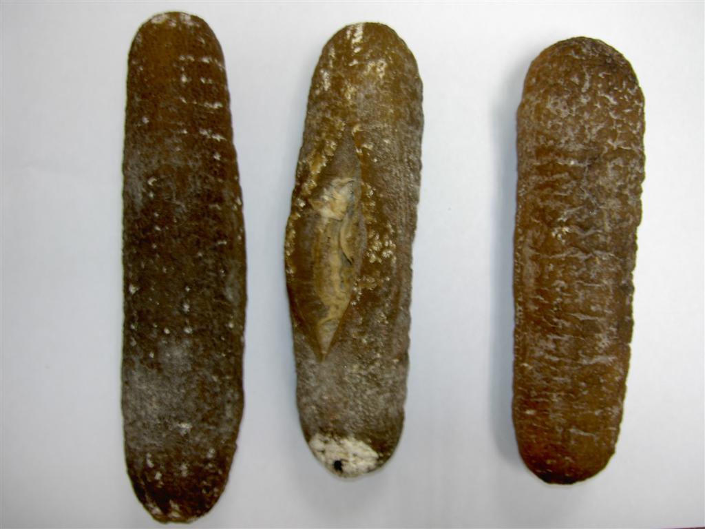 Dried Sea Cucumbers