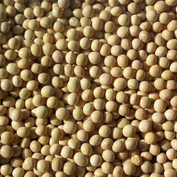 Soya beans (Glycine)