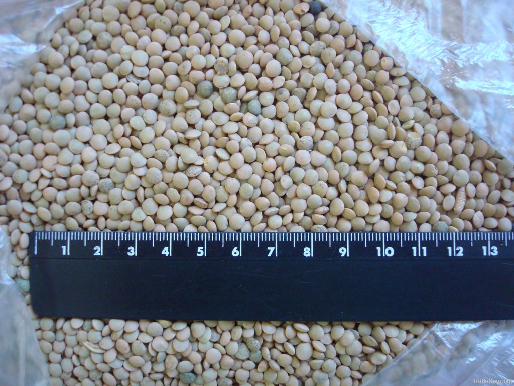 Green lentils