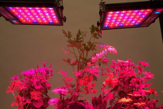 led grow light/ led plant grow light/  led grow light bulb
