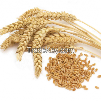Milling Wheat Grade 1,2,3