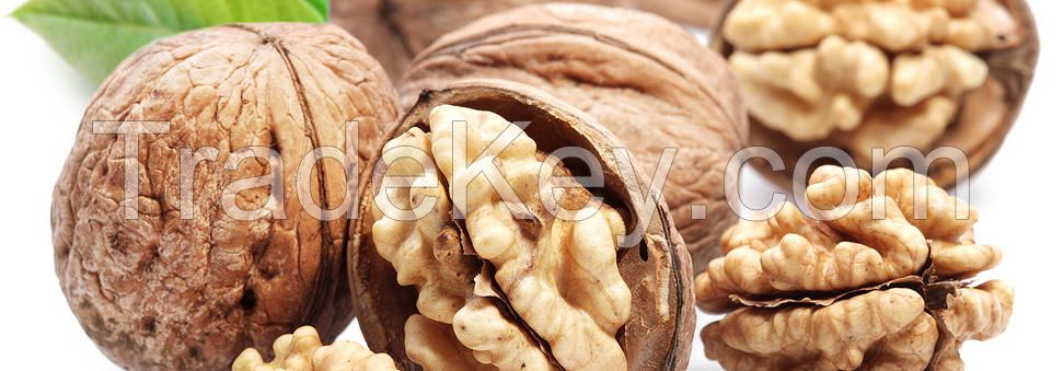 walnuts in shell of best quality from ukraine 2015