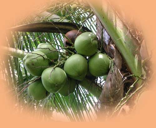 INDIAN COCONUTS AND CHICKEN EGGS