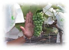 Fresh Grapes