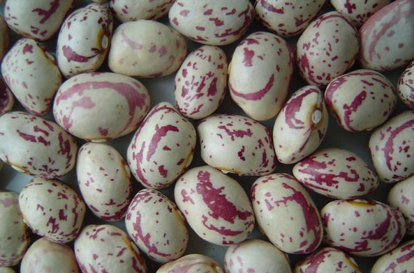 Speckled Kidney Beans