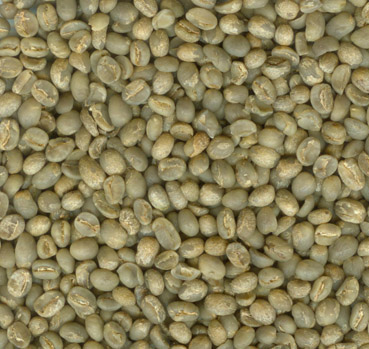 premium green bean coffee