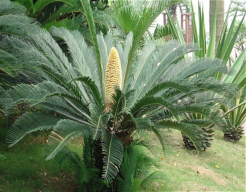 cycas revoluta