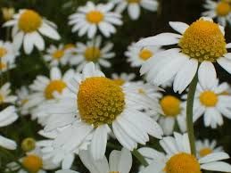 Chamomile Flower Dried