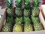 Philnova Pineapple