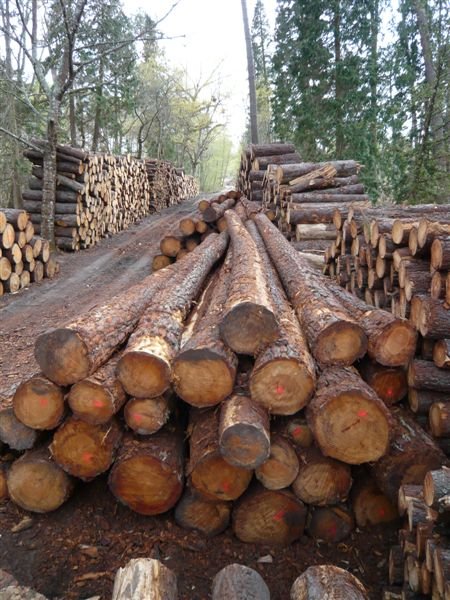 Poplar wood Logs