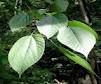 Belladonnmura Leaf Extract