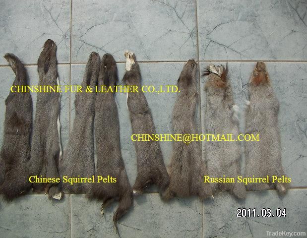 Squirrel Pelts Dressed in Natural Color