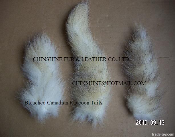 Canadian Raccoon Tails Bleached