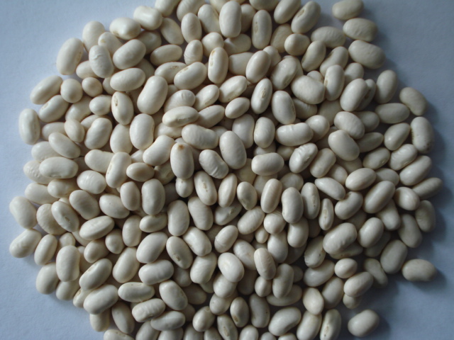 White Kidney Beans Japanese Type