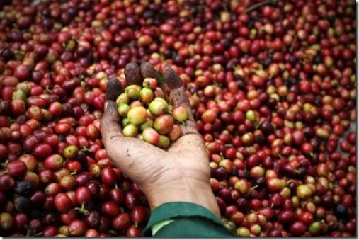  Export Arabica Coffee Beans | Arabica Coffee Bean Importer | Arabica Coffee Beans Buyer | Buy Arabica Coffee Beans | Arabica Coffee Bean Wholesaler | Arabica Coffee Bean Manufacturer | Best Arabica Coffee Bean Exporter | Low Price Arabica Coffee Beans | 