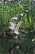 Stainless Steel water fountain 1