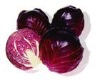 Cabbage Red