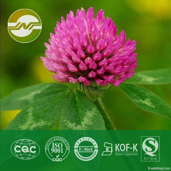 red clover extract