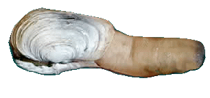 GEODUCK CLAM