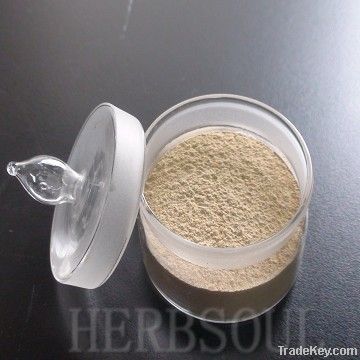 BEST SELLING Angelica powder extract