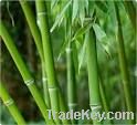 Bamboo extract