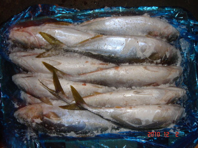 yellow tail